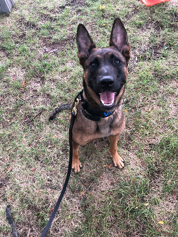 K9 Boya smiling while sitting in the grass