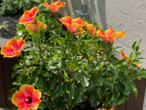 Close up photo of orange and pink flower plant