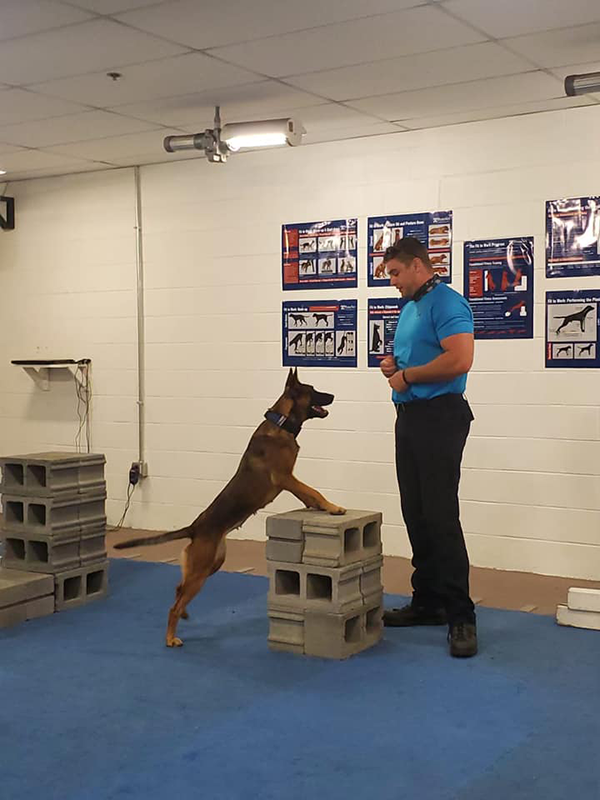 K9 Boya with her front legs up on cinderblocks, listening for a command from Officer Kyne