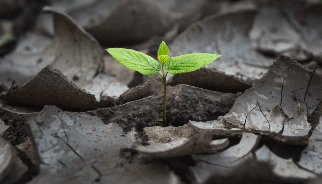 green leaf growing